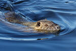 Nutria