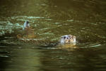 Nutria europea