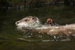 Nutria europea