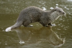 Nutria europea