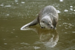 Nutria europea