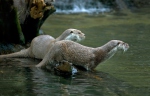 Nutria europea