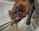 Nyctalus noctula