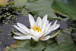 Nymphaea alba