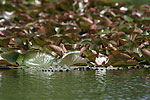 Nymphaea alba