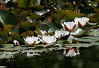 Nymphaea alba