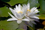 Nymphaea alba