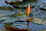 Nymphaea candida