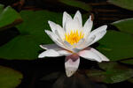 Nymphaea candida