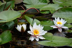 Nymphaea candida