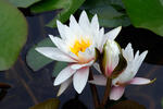 Nymphaea candida