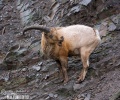 Nyugat-kaukázusi kecske