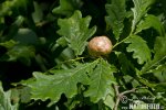 Oak Apple Gall Wasp