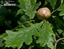 Oak Apple Gall Wasp