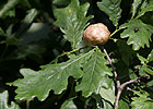 Oak Apple Gall Wasp