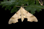 Oak Hawkmoth