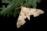 Oak Hawkmoth