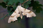 Oak Hawkmoth