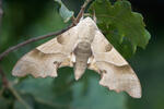 Oak Hawkmoth