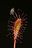Oblong-leaved Sundew