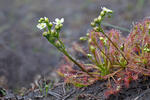 Oblong-leaved Sundew