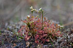 Oblong-leaved Sundew