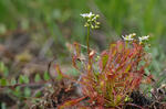 Oblong-leaved Sundew
