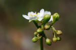 Oblong-leaved Sundew
