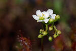 Oblong-leaved Sundew