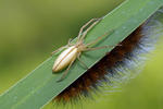 Oblong Running Crab Spider