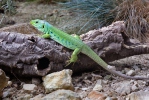 Ocellated Lizard