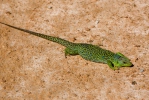 Ocellated Lizard