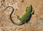 Ocellated Lizard