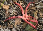 Octopus stinkhorn