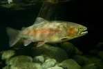 Oncorhynchus mykiss