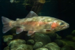 Oncorhynchus mykiss