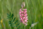 Onobrychis viciifolia