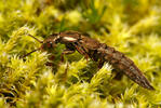 Ontholestes sp.