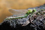 Ophiogomphus cecilia