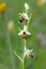 Ophrys holoserica subsp. holubyana