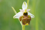 Ophrys holoserica subsp. holubyana