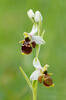 Ophrys holoserica subsp. holubyana