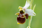 Ophrys holoserica subsp. holubyana