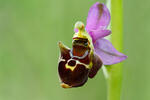 Ophrys holoserica subsp. holubyana
