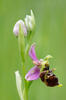 Ophrys holoserica subsp. holubyana
