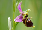Ophrys holoserica subsp. holubyana