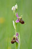 Ophrys holoserica subsp. holubyana