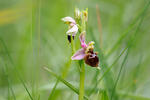 Ophrys holoserica subsp. holubyana
