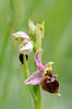 Ophrys holoserica subsp. holubyana