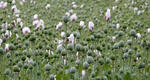 Opium Poppy